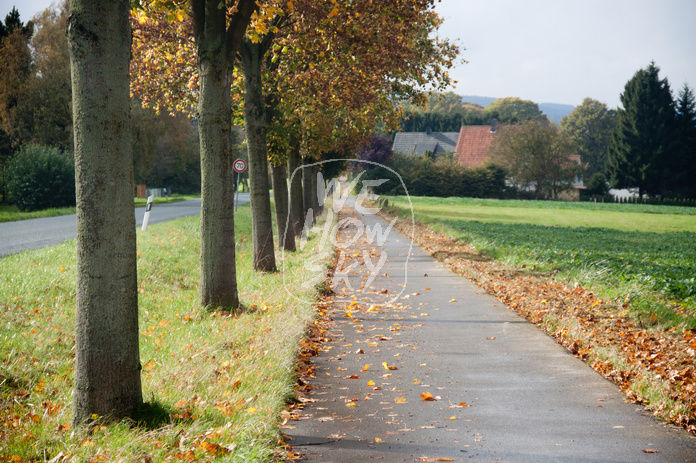 Fahrradweg mit Allee