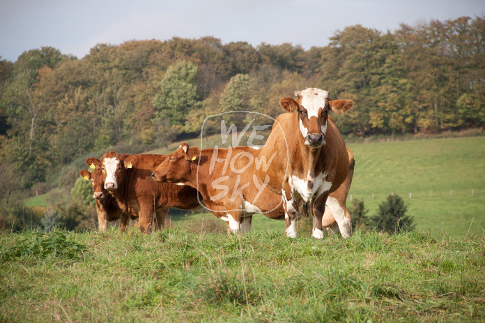 Milchkühe auf einem Hügel