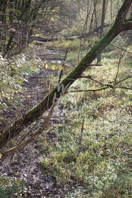 Naturbelassenes Feuchtgebiet