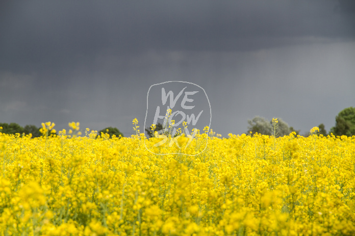 Rapsfeld vor Gewitter