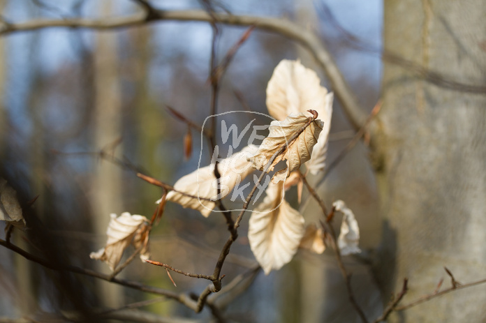 Frühlingserwachen im Buchenwald