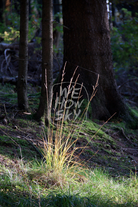 Waldgräser im Gegenlicht