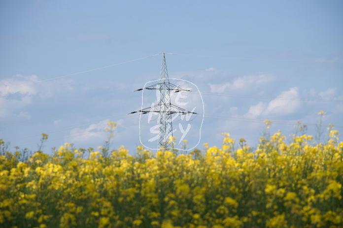 Raps vor blauem Himmel