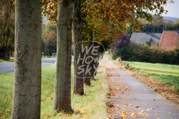 Fahrradweg mit Allee