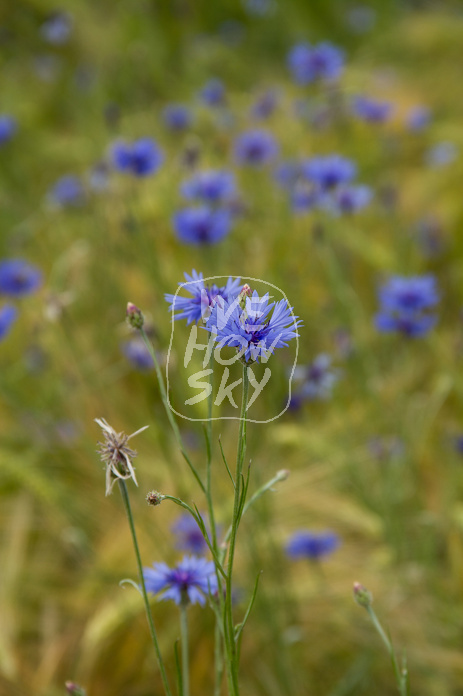 Kornblumen im Gerstenfeld