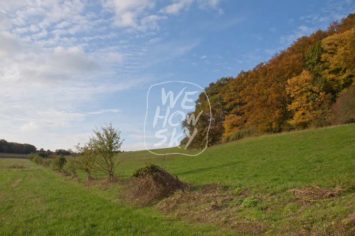 Herbstwald