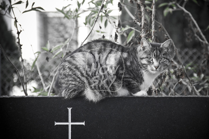 Katze auf Grabstein