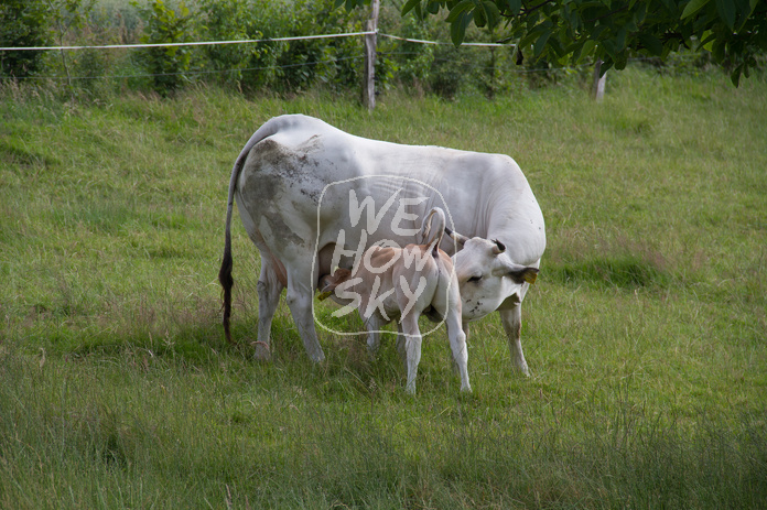 Piemonteser Rind