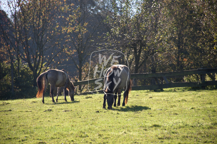 Grasende Wildpferde