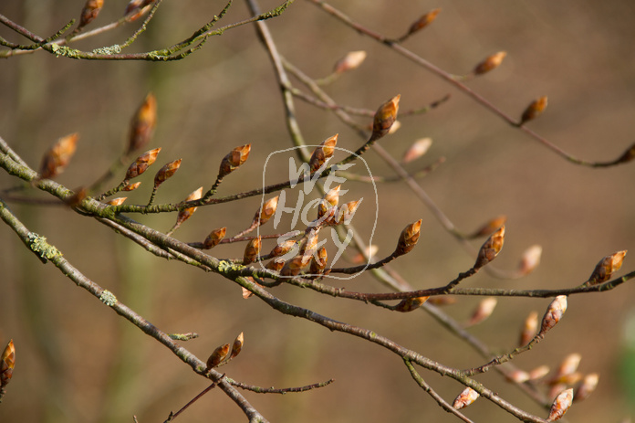 Frühlingserwachen im Buchenwald