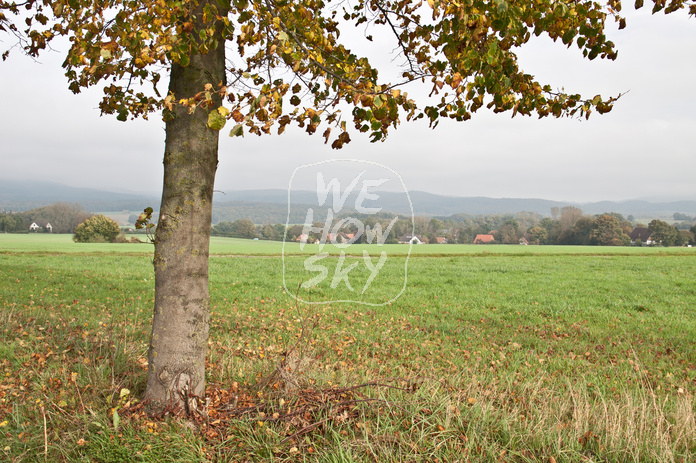 Freistehender Herbstbaum