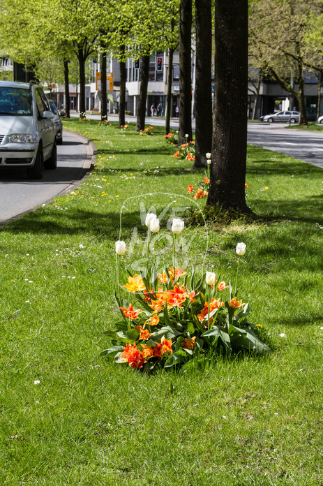 Tulpen