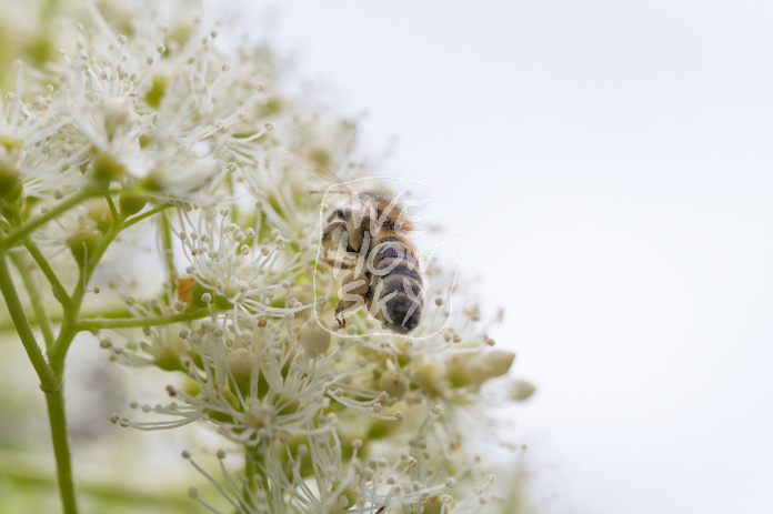 Biene auf Kletterhortensie