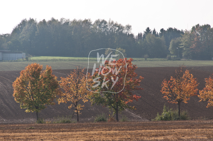 Herbstlaub