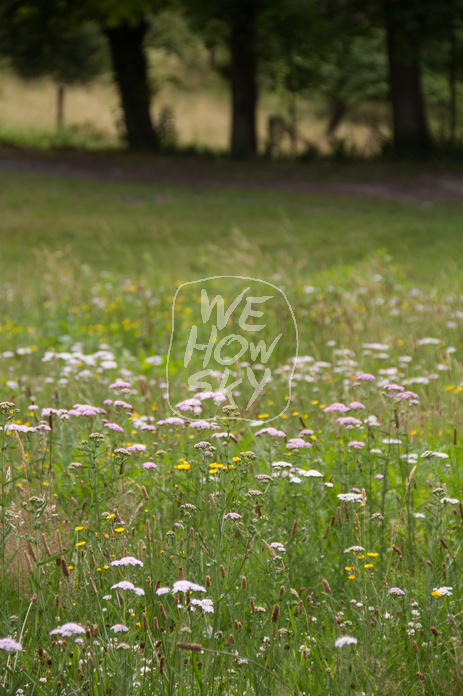 Wildblumenwiese