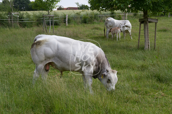 Piemonteser Rind