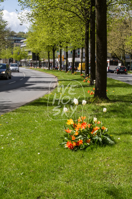 Tulpen