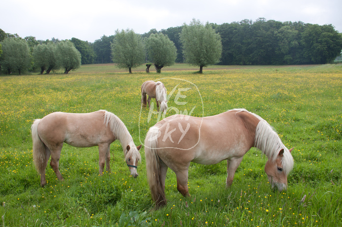 Pferde auf Blumenwiese