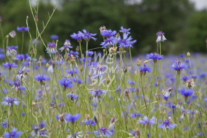 Kornblumen im Gerstenfeld