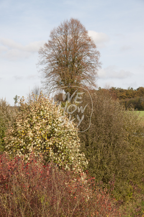 Herbstszene