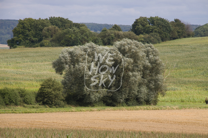 Wind im Wäldchen