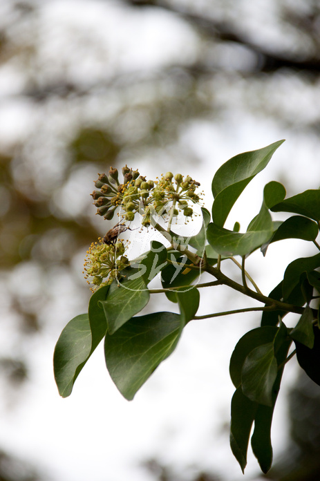 Efeublüte