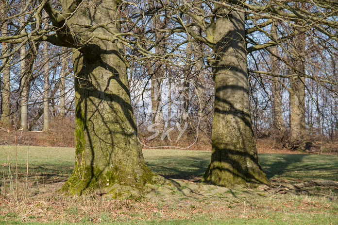 Kahle Baumstämme