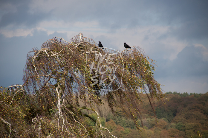 Krähen auf Birke