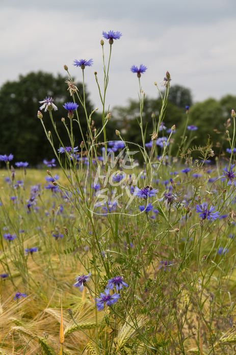 Kornblumen im Gerstenfeld