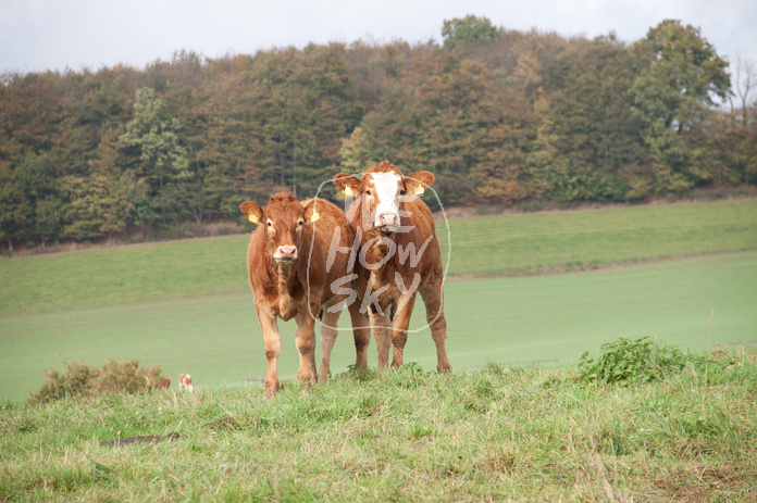 Milchkühe auf einem Hügel