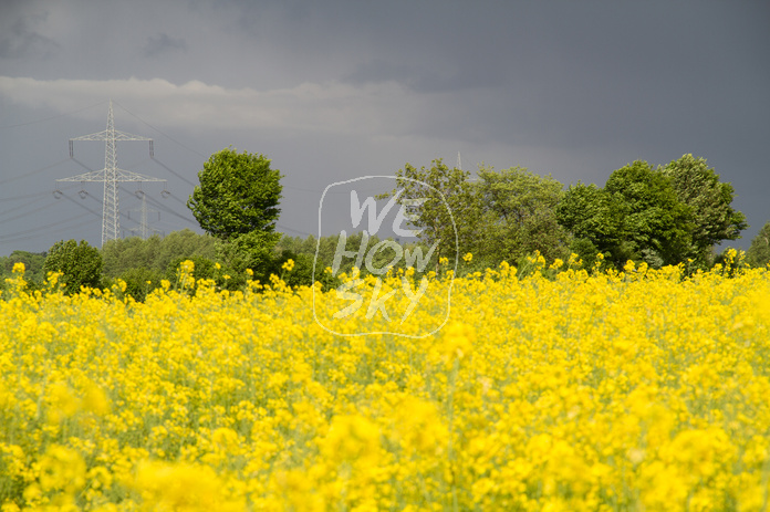 Rapsfeld vor Gewitter