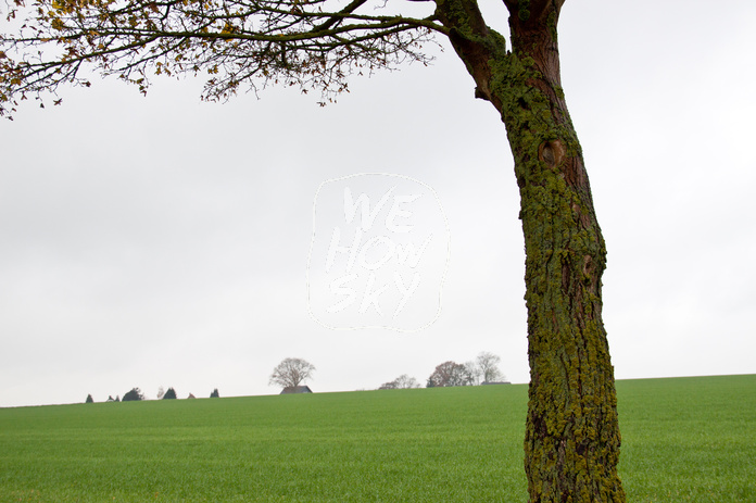 Horizontlinie und einzelner Baum