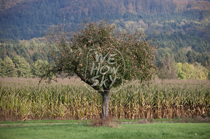 Apfelbaum vor Maisfeld