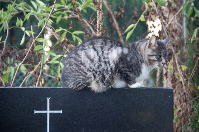 Katze auf Grabstein