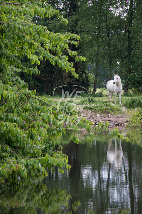 Schimmel hinter Teich