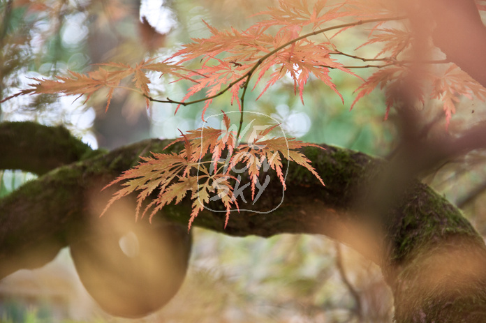 Japanischer Ahorn