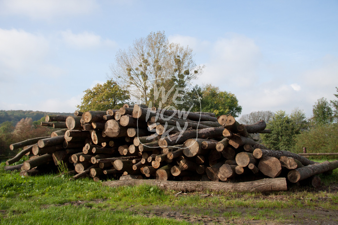 Stapel Holzstämme