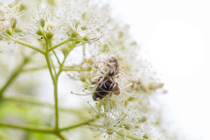 Biene auf Kletterhortensie