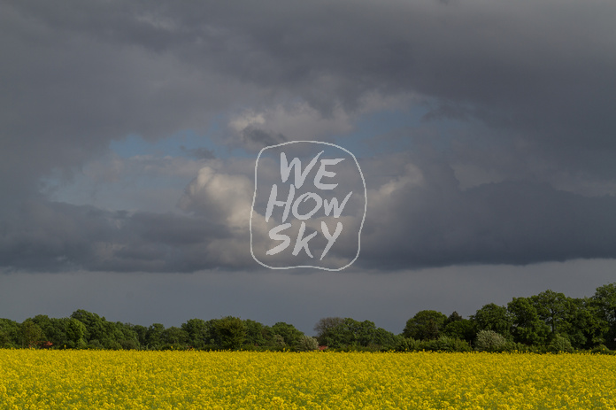 Rapsfeld vor Gewitter