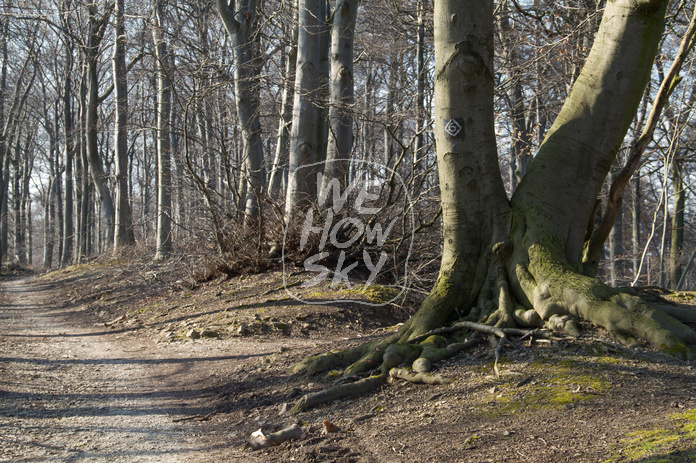 Waldweg im Buchenwald