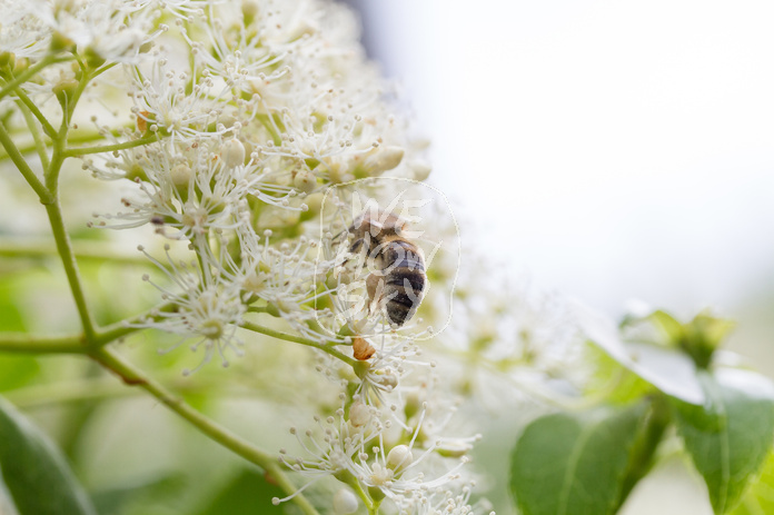 Biene auf Kletterhortensie