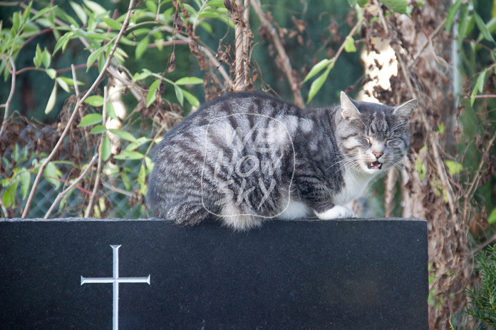 Katze auf Grabstein