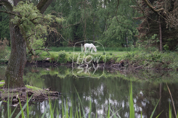 Schimmel hinter Teich