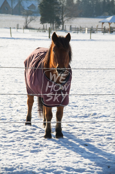 Pferde im Schnee