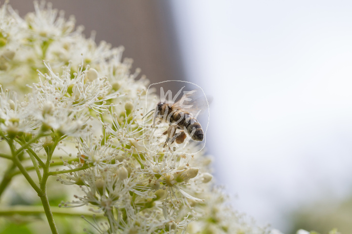 Biene auf Kletterhortensie