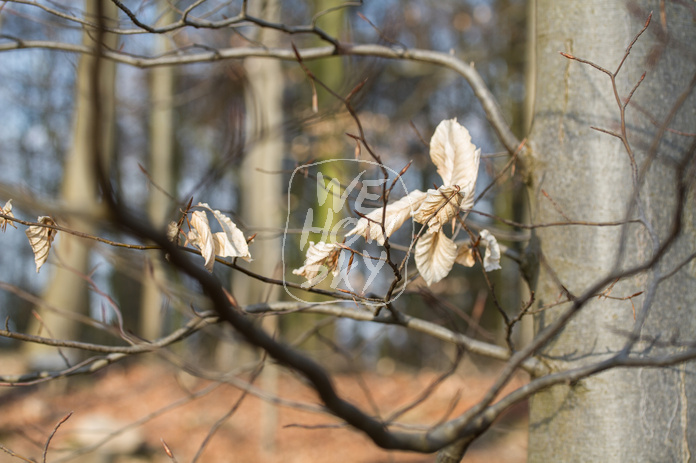 Frühlingserwachen im Buchenwald