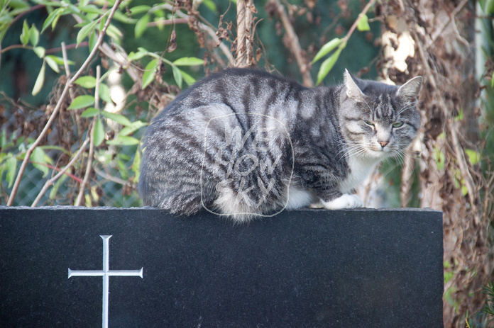 Katze auf Grabstein