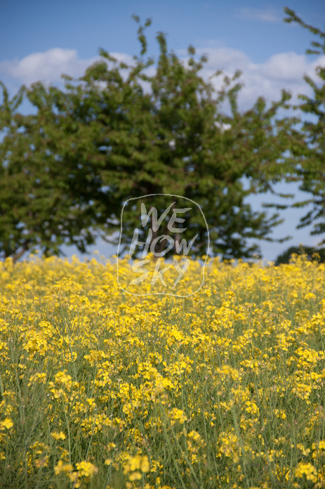 Raps vor blauem Himmel