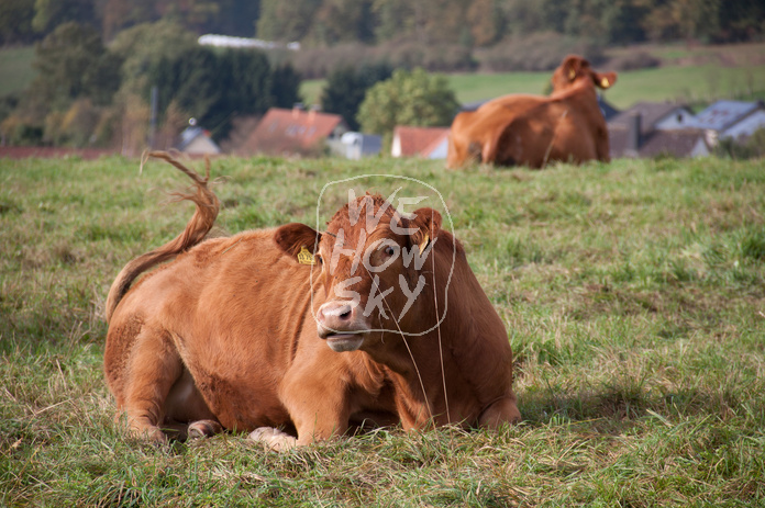 Milchkühe auf einem Hügel