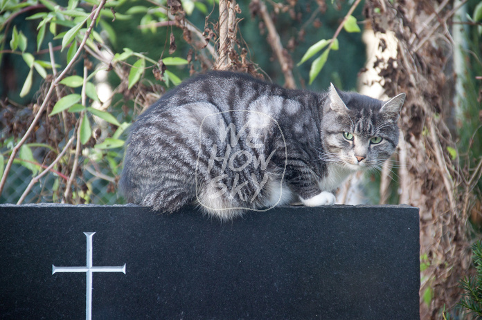 Katze auf Grabstein